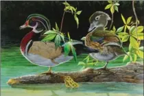  ??  ?? Barry Kent MacKay, Wood Ducks and Leopard Frog, part of the SONSI 2016 exhibit at the Grimsby Public Art Gallery.