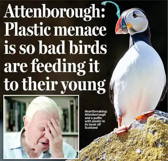  ??  ?? Heartbreak­ing: Attenborou­gh and a puffin with plastic in its beak off Scotland