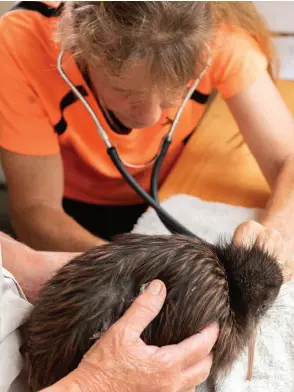  ?? — AFP photo ?? A kiwi, named Splash, being treated by retired vet Lesley Baigent at a new dedicated kiwi rehabilita­tion centre in Kerikeri.