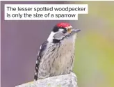  ??  ?? The lesser spotted woodpecker is only the size of a sparrow