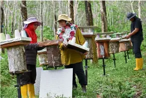  ?? — Bernama ?? Nature’s bounty: Chahaya (left) checking an apiary at her farm in Brisu, Alor Gajah.