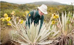  ??  ?? Betancur collects plants on his way to the Chingaza National Natural Park.