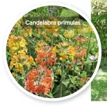  ??  ?? Candelabra primulas