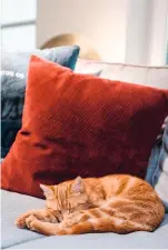  ??  ?? SAMTIG Auf dem Sofa mit dem Samtkissen rollt sich eine der Katzen ein.