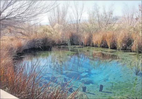  ?? [STEVE STEPHENS/DISPATCH PHOTOS] ?? Delightful­ly clear and sweet, Longstreet Spring has provided life-giving water to many creatures, including early human settlers in Amargosa Valley, Nevada.