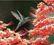  ?? Foto: dpa ?? Die Flügel des Kolibri bewegen sich beim Fliegen so schnell, dass man sie mit bloßem Auge nicht sieht. Auf diesem Bild wurde er mit einem Fototrick eingefrore­n.