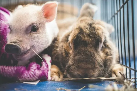  ?? THE WASHINGTON POST PHOTO BY ANDRE CHUNG ?? Teacup pig Thumbelina and Mr. Ears, a Flemish giant rabbit, hang out together in their enclosure at Nest DC.