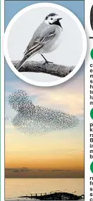  ??  ?? MUST SEE: Winter murmuratio­n of starlings. Inset, pied wagtail