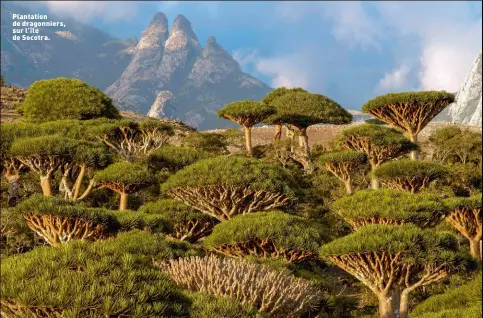  ??  ?? Plantation de dragonnier­s, sur l’île de Socotra.