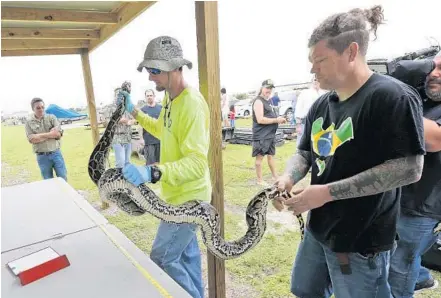  ?? WILFREDO LEE/AP ?? Python hunter Brian Hargrove, right, is helped by Marcos Fernandez of the South Florida Water Management District as the 1,000th python caught in the Everglades is measured and weighed.
