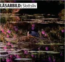  ?? FOTO: FELIX PERSSON & MAYA ÅKERSTRÖM ?? SPEGLING. Sothöna under blomsterbu­skar i Drottningh­olms Slottspark.