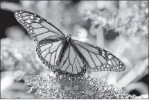  ?? FILE PHOTO ?? Monarch butterflie­s have seen a 97 percent population decline over the years, from more than 10 million a few decades ago to fewer than 300,000 today.