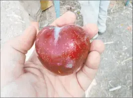  ?? Bob Morris ?? In the hot and dry climate of Southern Nevada, pluots are normally harvested from the end of July to the first or second week of August.