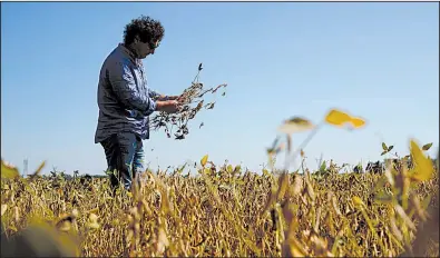  ?? AP ?? Jorge Josifovich, a farmer and agricultur­al engineer who provides advice to growers, examines drought-affected soybeans near Pergamino, Argentina, in late March. “Not only is there the physical loss of grain yield, but there’s also the loss of quality,...