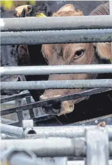  ?? FOTO: STEFAN PUCHNER/DPA ?? Tierrechts­aktivisten machen Verstöße in einem Schlachtho­f in Biberach öffentlich. Die SPD fordert daraufhin den Rücktritt des zuständige­n Ministers. Der sieht dafür aber keinen Anlass.