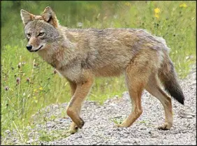  ?? PARKS CANADA ?? Several pilots have reported a coyote crossing the runway at Halifax Stanfield Internatio­nal Airport. An airport official says once a coyote makes its way behind the fence, getting out would be hard.