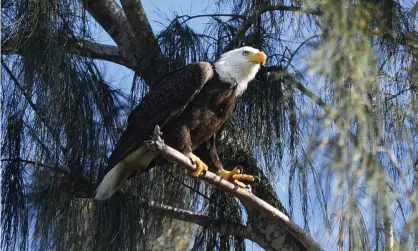  ??  ?? An American bald eagle is seen on edge of the Florida Everglades at Pembroke Pines last month. Eagle numbers in the US quadrupled between 2009 and 2019. Photograph: Larry Marano/Rex/Shuttersto­ck