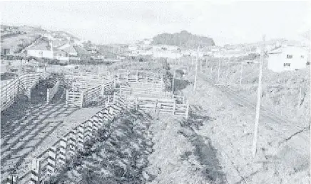  ?? Photo: ALEXANDER TURNBULL LIBRARY/Ref: EP/1959/2626-F ?? The stock yards in Johnsonvil­le were once a busy hub for farmers in the lower North Island.