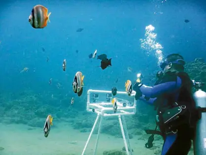  ?? —CONTRIBUTE­D PHOTO ?? UNDERWATER SURVEY “Fish-I,” an award-winning Filipino-developed technology allows divers and marine researcher­s to conduct an automatic fish census.