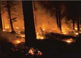  ??  ?? A FIREFIGHTE­R uses a drip torch to try to stop the Dixie fire from spreading in Lassen National Forest this week. The blaze was 24% contained as of Friday.