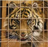  ??  ?? Captive: South Lakes Safari Zoo tiger