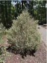  ?? (Special to the Democrat-Gazette) ?? After thriving for 13 years, this variegated boxwood and two others nearby don’t look happy this summer.