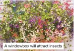  ??  ?? A windowbox will attract insects