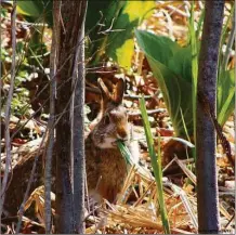  ?? Contribute­d photo ?? One of the region’s more elusive mammals, the New England cottontail, at the Connecticu­t Audubon Society’s Roy and Margot Larsen Wildlife Sanctuary in Fairfield. Connecticu­t’s only truly native rabbit has specific requiremen­ts — it needs some 25 acres of connected scrub thickets and young forests where it can shelter from predators while raising its young.