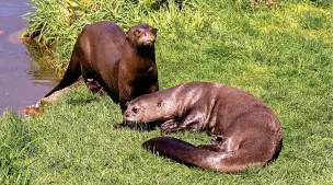  ?? ?? ● Three-year-old male giant otter, Manú, has travelled more than a thousand miles from Budapest Zoo after being chosen as the perfect genetic match for Chester Zoo’s Tibiri.