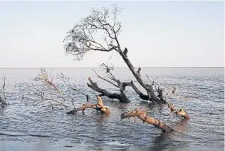  ??  ?? A tree is seen partially submerged in water after a riverbank collapsed at Ta Dar U village in Bago, Myanmar.