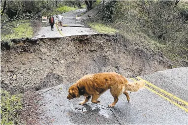  ?? KEVIN JOHNSON/SANTA CRUZ SENTINEL ?? A dog sniffs a rain puddle Sunday next to a washed-out Nelson Road in Scotts Valley. Storms are forecast for Monday as well.