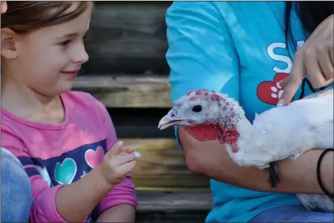  ?? (Special to The Washington Post/Celine Wulms) ?? Harper Wulms, 5, with Priscilla, a rescued turkey at Safe in Austin. Harper has a congenital hand abnormalit­y, and Priscilla was born with a similar condition affecting her claw.