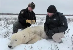 ?? THE CANADIAN PRESS ?? Andrew Szklaruk (left) and Dr. Chris Enright release a polar bear back safely into the wild away from the town in CBC’s “Arctic Vets.”