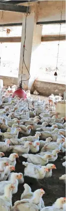  ??  ?? India has close to 800 million poultry population