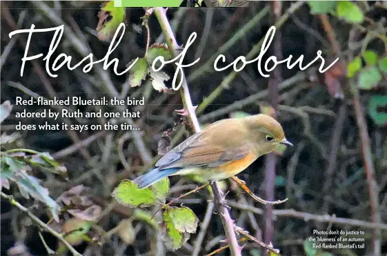  ??  ?? Photos don’t do justice to the ‘blueness’ of an autumn Red-flanked Bluetail’s tail