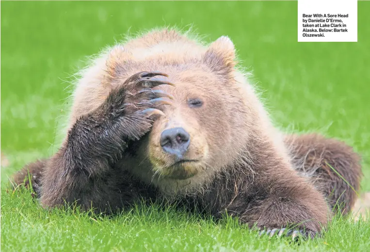 ??  ?? Bear With A Sore Head by Danielle D’Ermo, taken at Lake Clark in Alaska. Below: Bartek Olszewski.