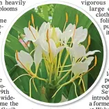  ??  ?? CUBA’S FINEST: Hedychium coronarium is the island’s national flower