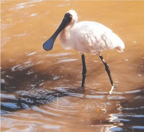  ??  ?? Hinterland Regional Park in Mudgeeraba is great for leisurely walks where the kids can easily spot birdlife, like this royal spoonbill.