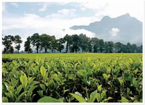  ??  ?? WHERE TEA COMES FROM. Mount Mulanje stands guard over this tea plantation in Malawi.