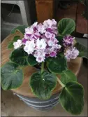  ?? EMILEE WARNE — CONTRIBUTE­D ?? African violets can be easily propagated from leaf cuttings.