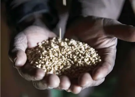  ?? Xaume Olleros / Bloomberg ?? Teff, a versatile grain packed with minerals and iron, is grown and consumed in Ethiopia and other East African countries. Teff has been called a “superfood” and is a great gluten-free alternativ­e.