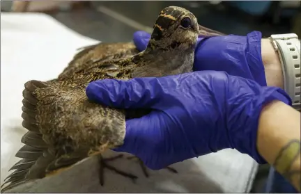  ?? PHOTO BY JEFFERY JONES ?? Tristan Higgenboth­am of the Wild Bird Fund in New York examines an injured American woodcock. The woodcock collided with a window, so Higgenboth­am makes sure it hasn’t damaged its shoulders or coracoids, or wing bones.