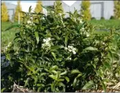  ??  ?? Viburnum tinus ‘Royal Baby’, ideal for dwarf hedges