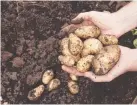  ??  ?? EARTHY DELIGHTS: A handful of precious potatoes. Picture: ISTOCK