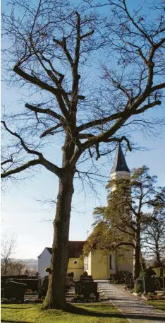  ?? Fotos: Hertha Stauch ?? Auf unsicheren Beinen steht die Eiche im Friedhof Frauenstet­ten. Ihr Wurzelstoc­k ist marode.