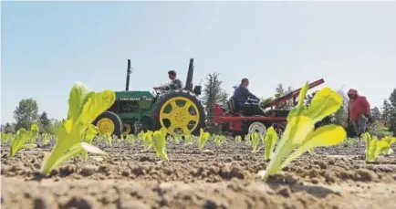  ?? Ted S. Warren, The Associated Press ?? Workers plant romaine lettuce Thursday at the EG Richter Family Farm in Puyallup, Wash. Owner Tim Richter says that his farm doesn’t use manure as a fertilizer. “The biggest testament is that we eat it,” Richter said.