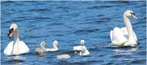  ?? AL PASCAL ?? Mute Swan families have been reported along the St. Lawrence River near Thousand Islands and Lake Ontario near Presqu’ile.