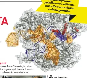  ??  ?? La nuova proteina potrebbe essere utilizzata contro il cancro e
alcune malattie genetiche