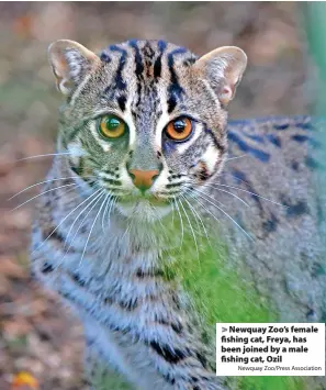  ?? Newquay Zoo/Press Associatio­n ?? Newquay Zoo’s female fishing cat, Freya, has been joined by a male fishing cat, Ozil