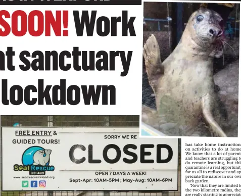  ??  ?? Seal Rescue Ireland has been closed to the public for six weeks now but the teams is still taking care of its residents (such as the one pictured above, right) and releases have been live-streamed so the public can watch instead of attending.